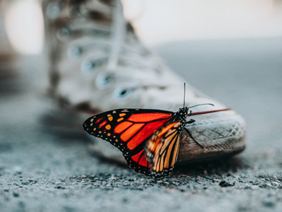 Schmetterling als Zeichen für einen Veränderungsprozess
