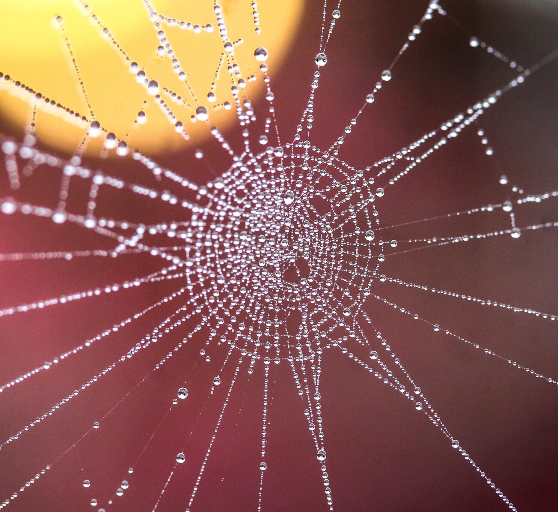 Spinnennetz als Symbol für Ganzheitlichkeit im Systemischen Coaching
